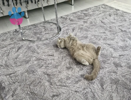 Scottish Fold 2 Yaşında Eş Arıyorum