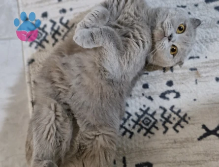 Scottish Fold 2 Yaşında Eş Arıyorum