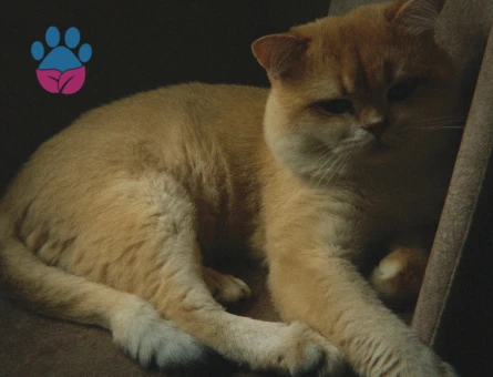 British shorthair golden Ny12 Erkek kedimize eş arıyoruz