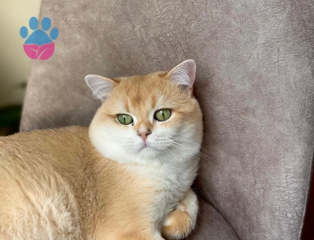 British shorthair golden Ny12 Erkek kedimize eş arıyoruz