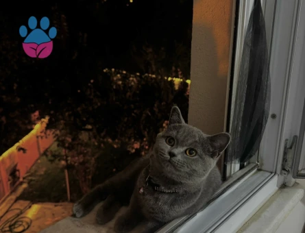 British Shorthair Kızıma Eş Arıyorum - Görsel 2