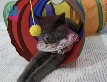 British Shorthair Kızıma Eş Arıyorum - Görsel 3