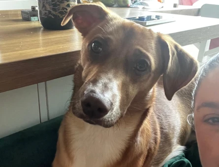 Jack Russel Dali Bey Eş Arıyor - 118985251