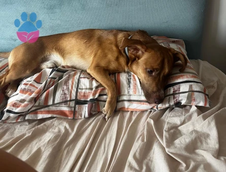 Jack Russel Dali Bey Eş Arıyor - Görsel 4