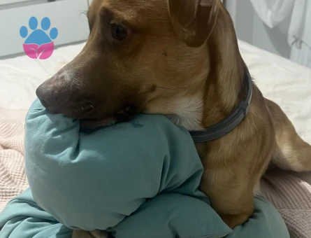 Jack Russel Dali Bey Eş Arıyor - Görsel 5