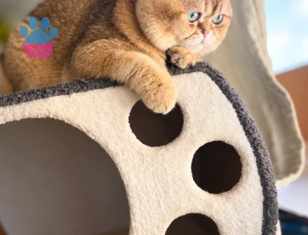 Safkan Golden British Shorthair oğlumuza dişi eş arıyoruz - Görsel 2