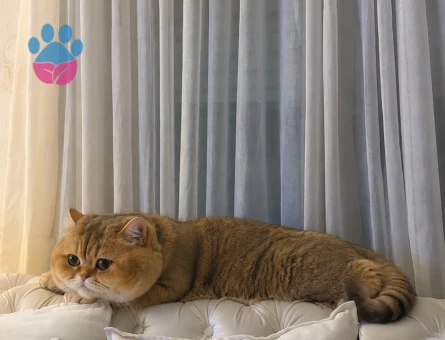 Safkan Golden British Shorthair oğlumuza dişi eş arıyoruz - Görsel 3