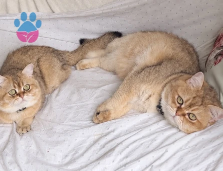 Safkan Golden British Shorthair oğlumuza dişi eş arıyoruz - Görsel 5