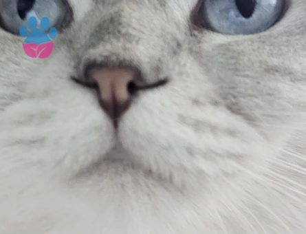 Scottish 1,5 yaş dişi kedimize eş arıyoruz