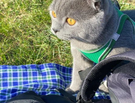 Scottish Fold 9 aylık oğluma dişi arıyorum - 118972497