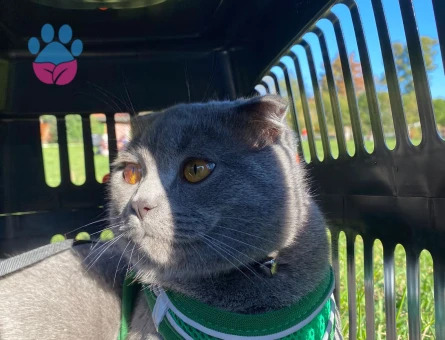 Scottish Fold 9 aylık oğluma dişi arıyorum