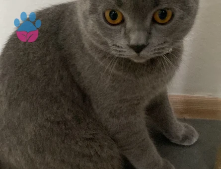 Scottish Fold 9 aylık oğluma dişi arıyorum