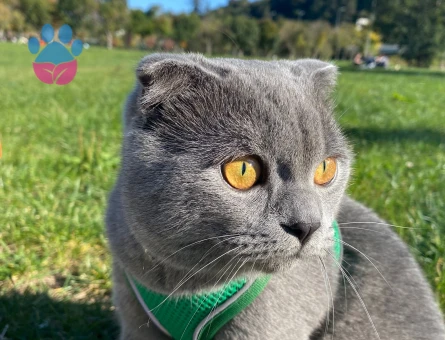 Scottish Fold 9 aylık oğluma dişi arıyorum