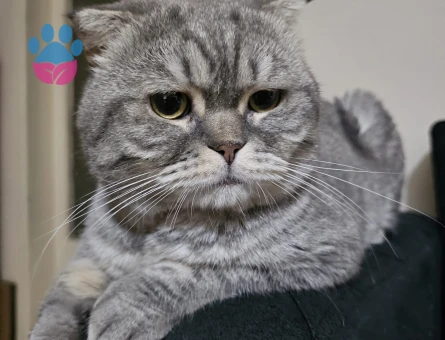 Scottish Fold Silver Kedime Eş Arıyorum