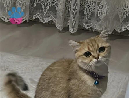 Brithis shorthair golden dişi kedimize eş arıyoruz