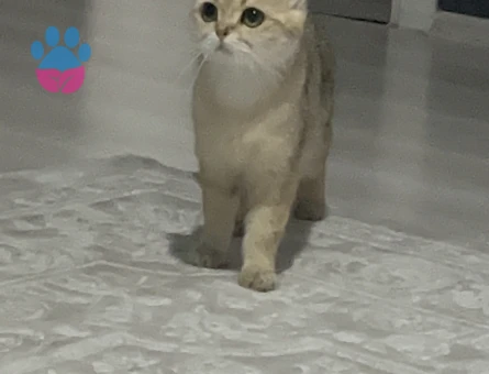 Brithis shorthair golden dişi kedimize eş arıyoruz