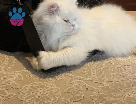 iran chinchila karışımı oğluma eş arıyoruz