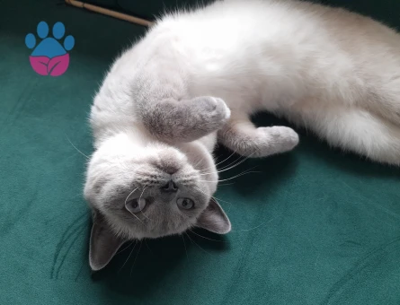 1 yasindaki kizimiza es ariyorum