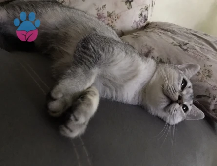 Scottish Fold Kedime Acil Eş Arıyorum