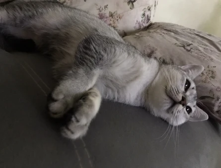 Scottish Fold Kedime Acil Eş Arıyorum - 118980510