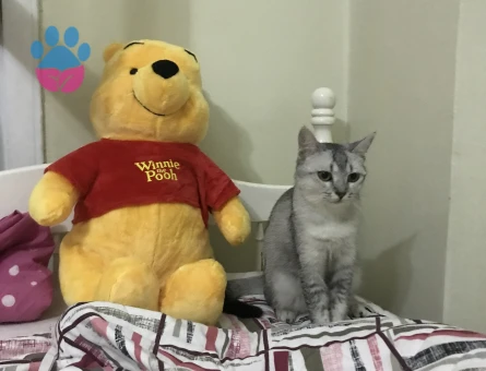 Scottish Fold Kedime Acil Eş Arıyorum