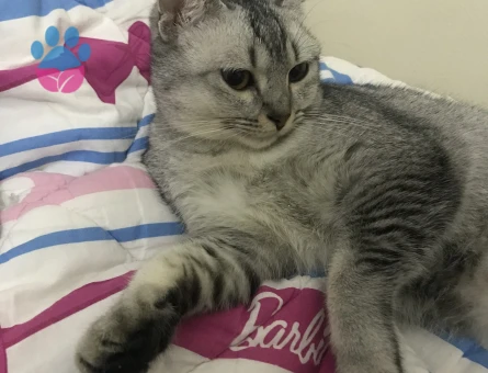 Scottish Fold Kedime Acil Eş Arıyorum