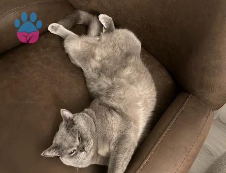 British Shorthair 1 Yaşında Eş Arıyor