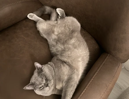 British Shorthair 1 Yaşında Eş Arıyor - 118980513
