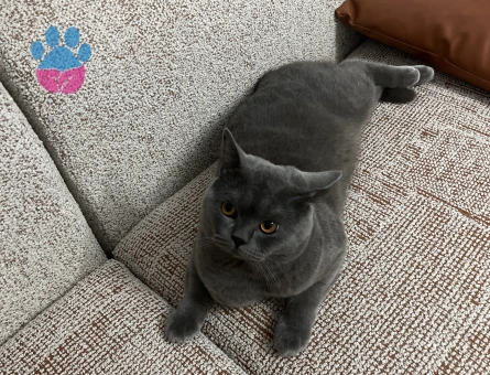 British Shorthair 1 Yaşında Eş Arıyor