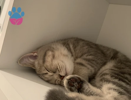 Oğluma eş arıyoruz