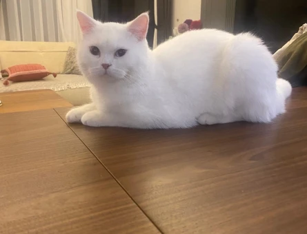 British Shorthair Kızımıza Eş Arıyoruz - 118973102