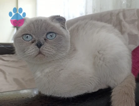 Kızımıza eş arıyoruz.