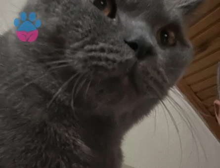 Bal gözlü oğluma eş arıyorum