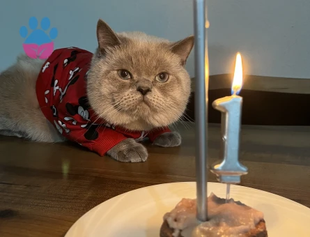 British Shorthair 2 Yaşında Eş Arıyor