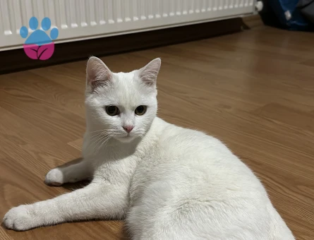 British Shorthair 11 Aylık Eş Arıyor