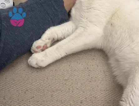 British Shorthair 11 Aylık Eş Arıyor