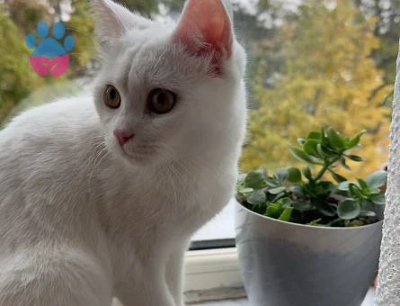 British Shorthair 11 Aylık Eş Arıyor