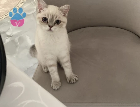 Kedime eş arıyorum