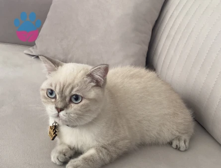 Kedime eş arıyorum