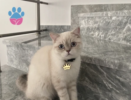 Kedime eş arıyorum