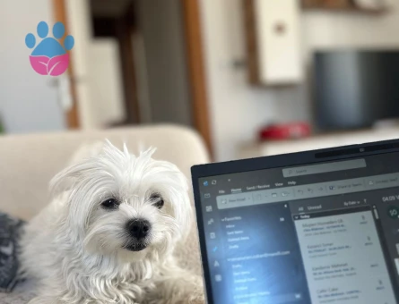 0 numara kızıma yine 0 numara Maltese Terrier eş arıyorum