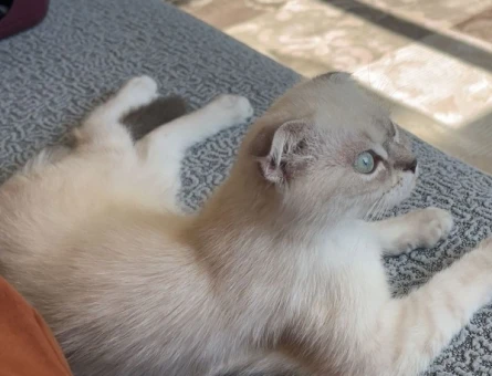 British shorthair dişi kedime eş arıyorum - 118980967