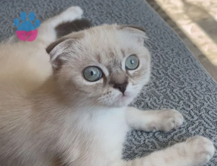 British shorthair dişi kedime eş arıyorum