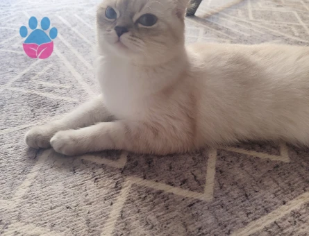 British shorthair dişi kedime eş arıyorum