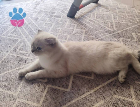 British shorthair dişi kedime eş arıyorum