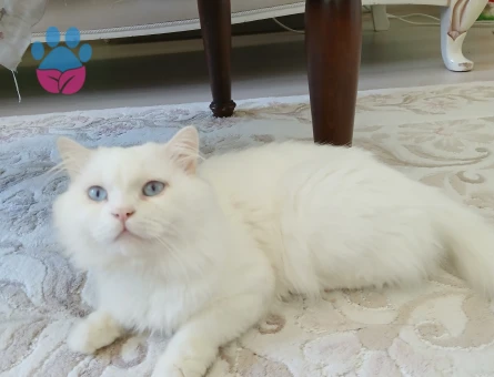 British Longhair Ares Eş Arıyor