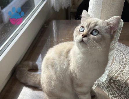 British Shortair Oğlum Bulut Eş Arıyor