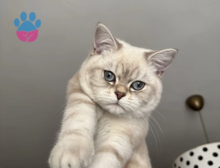 British Shortair Oğlum Bulut Eş Arıyor