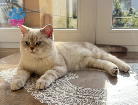 British Shortair Oğlum Bulut Eş Arıyor