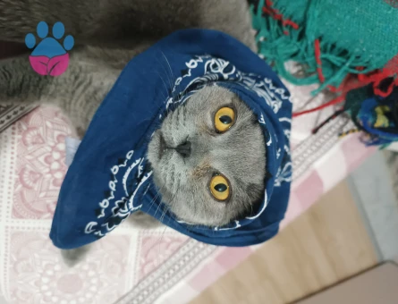 Scottish fold neredeyse 1 yaşında kızgınlık döneminde eş arıyoruz